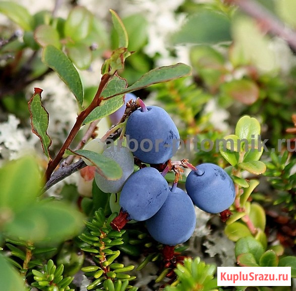 Саженцы и крупномеры голубики купить в Москве и Подмосковье с посадкой Москва - изображение 4