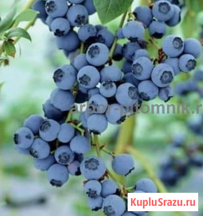 Саженцы и крупномеры голубики купить в Москве и Подмосковье с посадкой Москва - изображение 2