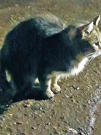 Маленькое сердце, брошенное на дачах, ищет дом Москва