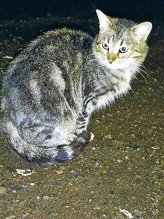 Маленькое сердце, брошенное на дачах, ищет дом Москва