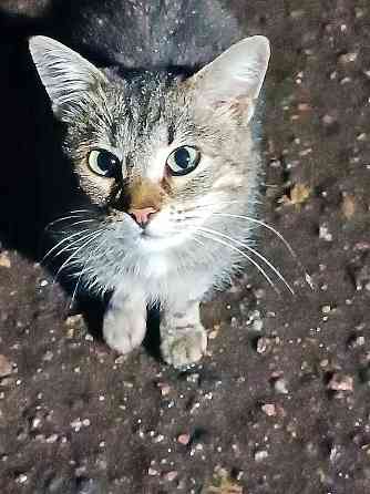 Маленькое сердце, брошенное на дачах, ищет дом Москва