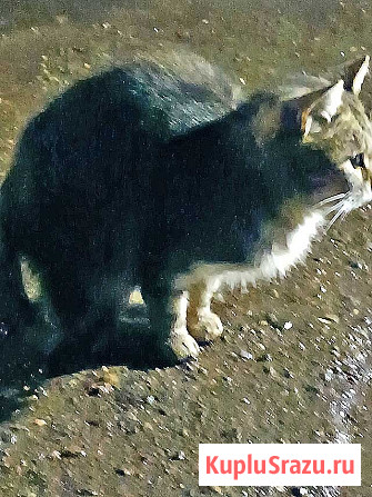 Маленькое сердце, брошенное на дачах, ищет дом Москва - изображение 4