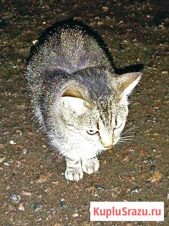 Маленькое сердце, брошенное на дачах, ищет дом Москва - изображение 3