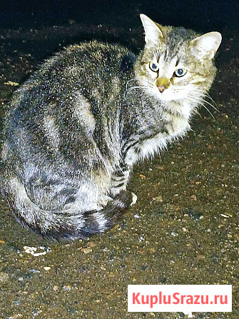 Маленькое сердце, брошенное на дачах, ищет дом Москва - изображение 1