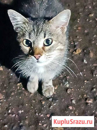 Маленькое сердце, брошенное на дачах, ищет дом Москва - изображение 2