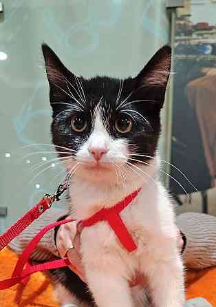 Котёнок девочка маркизного окраса по имени Носюша ищет дом Москва