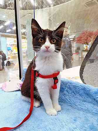 Котёнок девочка маркизного окраса по имени Носюша ищет дом Москва