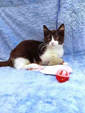 Котёнок девочка маркизного окраса по имени Носюша ищет дом Москва