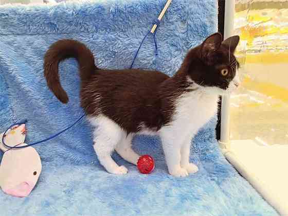 Котёнок девочка маркизного окраса по имени Носюша ищет дом Москва