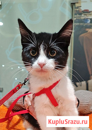Котёнок девочка маркизного окраса по имени Носюша ищет дом Москва - изображение 3