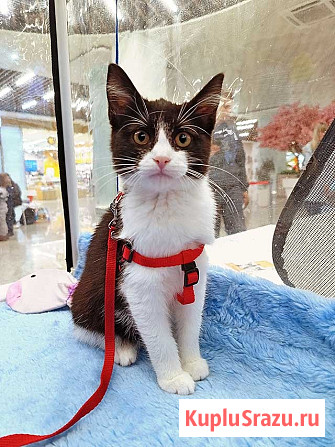 Котёнок девочка маркизного окраса по имени Носюша ищет дом Москва - изображение 1