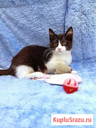 Котёнок девочка маркизного окраса по имени Носюша ищет дом Москва - изображение 4