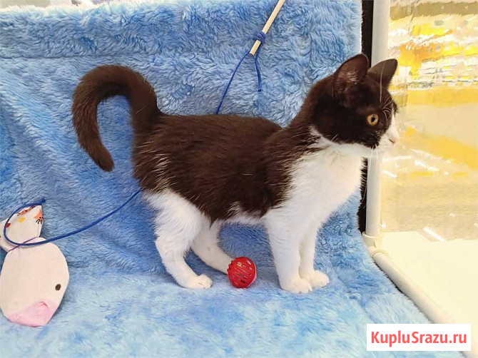 Котёнок девочка маркизного окраса по имени Носюша ищет дом Москва - изображение 2