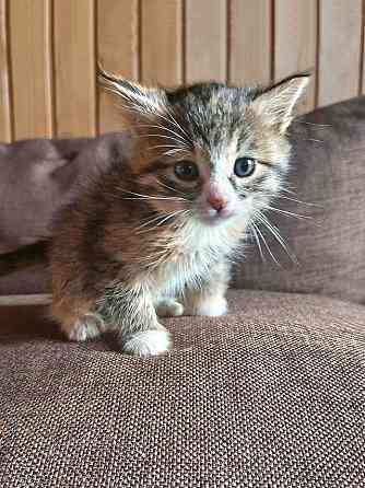 Ищем добрые руки для очаровательных котят Москва