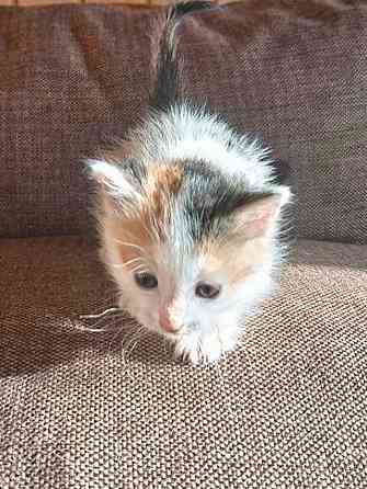 Ищем добрые руки для очаровательных котят Москва