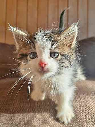 Ищем добрые руки для очаровательных котят Москва