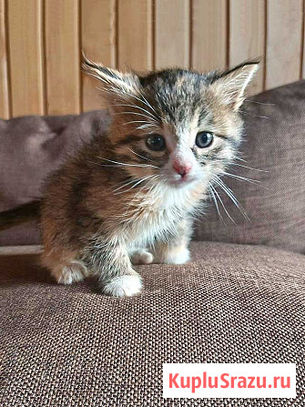 Ищем добрые руки для очаровательных котят Москва - изображение 1