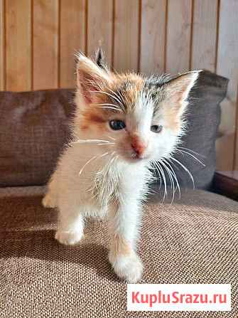 Ищем добрые руки для очаровательных котят Москва - изображение 3