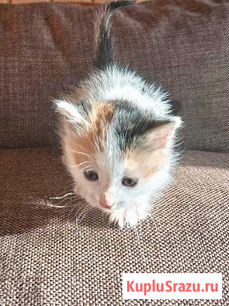 Ищем добрые руки для очаровательных котят Москва - изображение 2