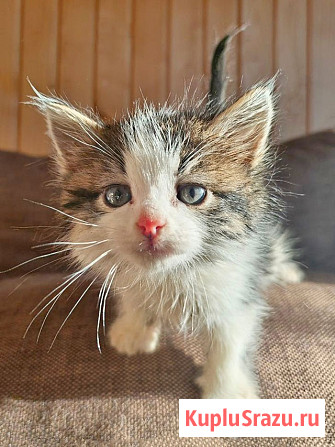 Ищем добрые руки для очаровательных котят Москва - изображение 4