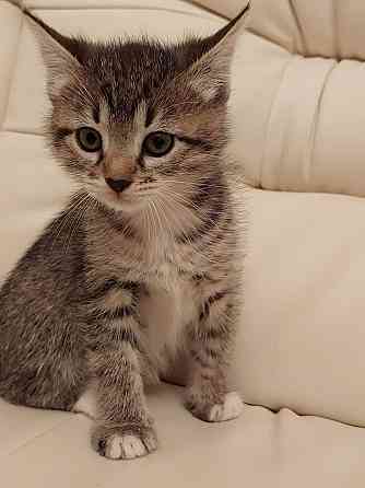 Чудесная малышка котенок Минни в добрые руки Москва