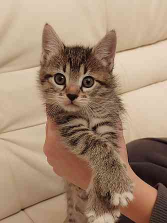 Чудесная малышка котенок Минни в добрые руки Москва