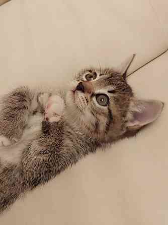 Чудесная малышка котенок Минни в добрые руки Москва