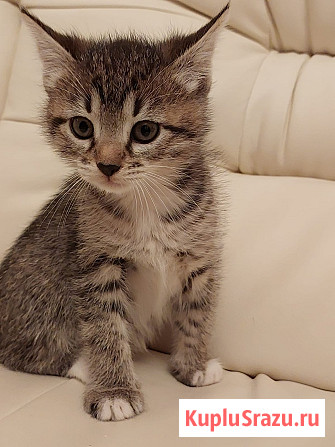 Чудесная малышка котенок Минни в добрые руки Москва - изображение 1