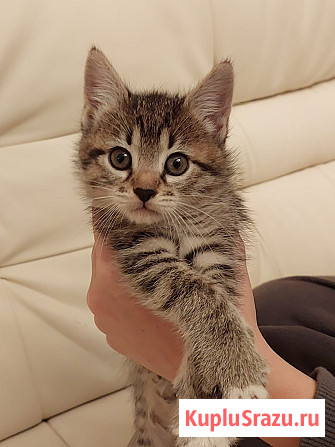 Чудесная малышка котенок Минни в добрые руки Москва - изображение 2