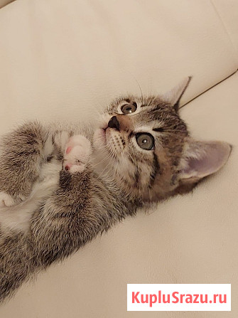 Чудесная малышка котенок Минни в добрые руки Москва - изображение 4