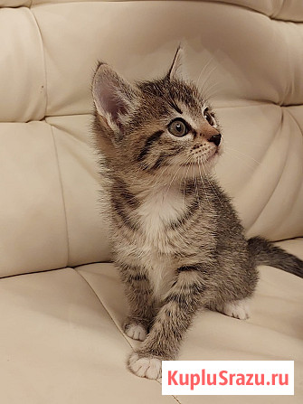 Чудесная малышка котенок Минни в добрые руки Москва - изображение 3