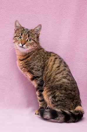 Лучший друг на все времена – кошка Ксения в добрые руки Москва