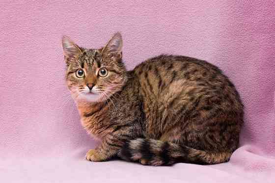 Лучший друг на все времена – кошка Ксения в добрые руки Москва