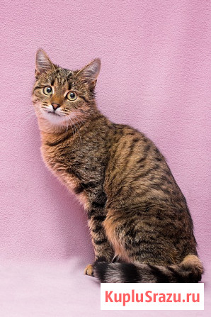 Лучший друг на все времена – кошка Ксения в добрые руки Москва - изображение 4