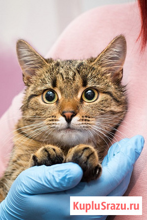 Лучший друг на все времена – кошка Ксения в добрые руки Москва - изображение 1