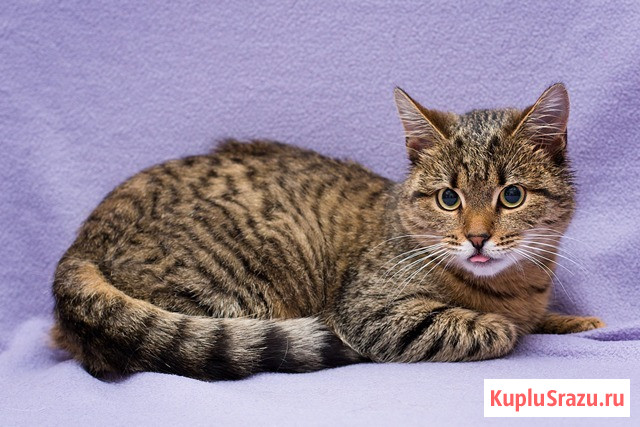 Лучший друг на все времена – кошка Ксения в добрые руки Москва - изображение 2