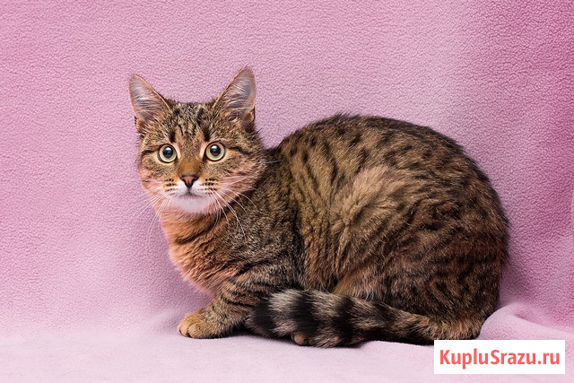 Лучший друг на все времена – кошка Ксения в добрые руки Москва - изображение 3