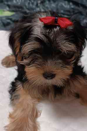 Продажа щенков Йоркширский терьер Иркутск