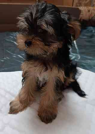 Продажа щенков Йоркширский терьер Иркутск