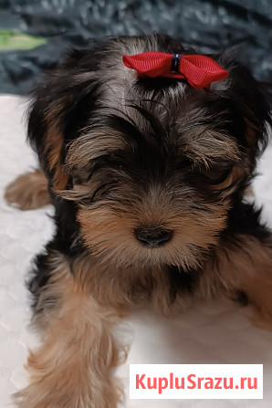 Продажа щенков Йоркширский терьер Иркутск - изображение 1