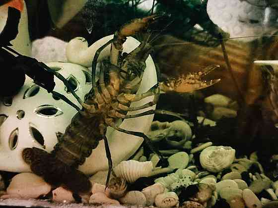 Мраморные аквариумные раки Магнитогорск