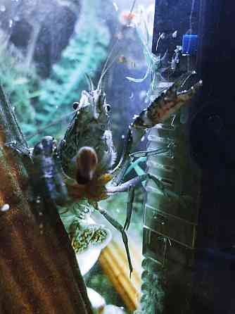 Мраморные аквариумные раки Магнитогорск