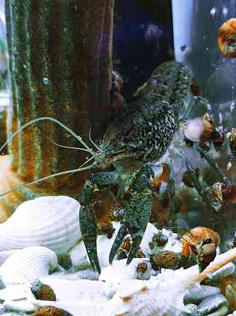 Мраморные аквариумные раки Магнитогорск