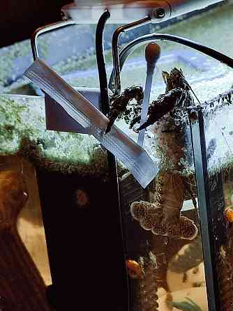 Мраморные аквариумные раки Магнитогорск