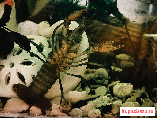 Мраморные аквариумные раки Магнитогорск - изображение 3