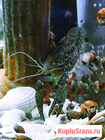 Мраморные аквариумные раки Магнитогорск - изображение 4