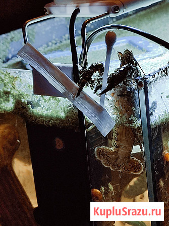 Мраморные аквариумные раки Магнитогорск - изображение 1