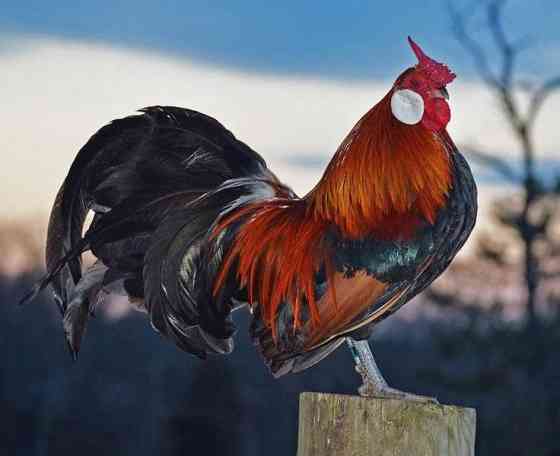 Птица Рыбное