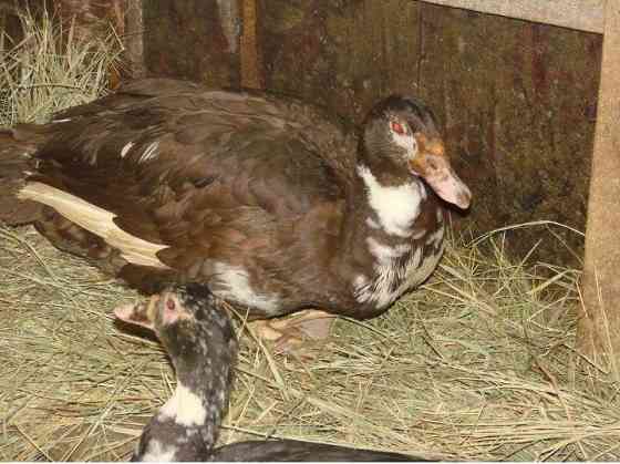 Птица Рыбное