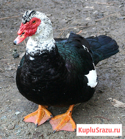 Птица Рыбное - изображение 1